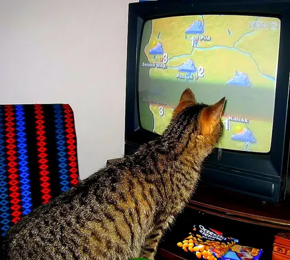 Kot ogląda pogodę w telewizji