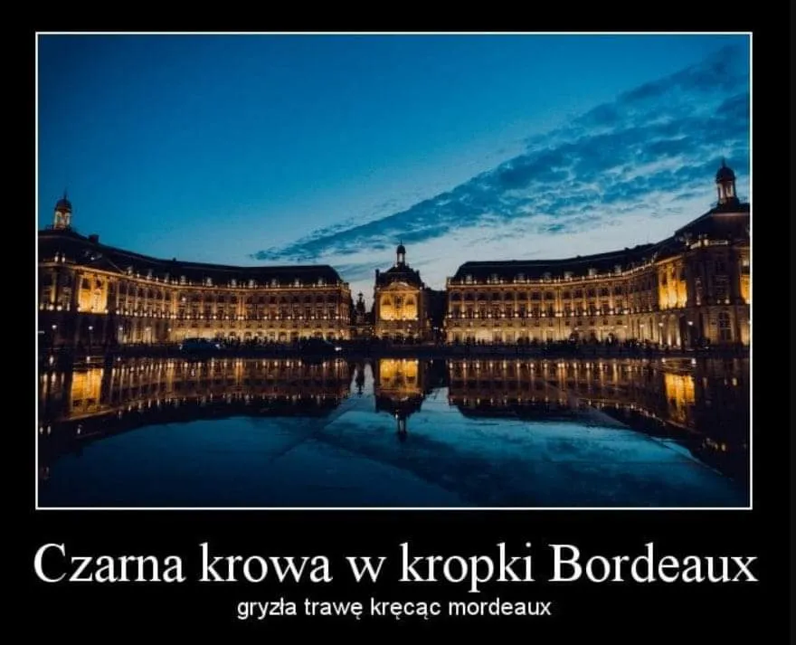 Czarna krowa w kropki Bordeaux