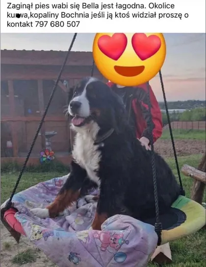 Bella jest łagodna