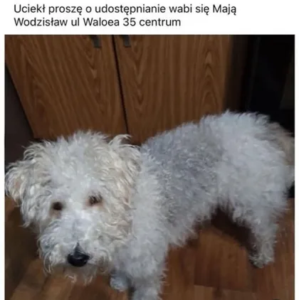 Mają Wodzisław ul Waloea 35 centrum