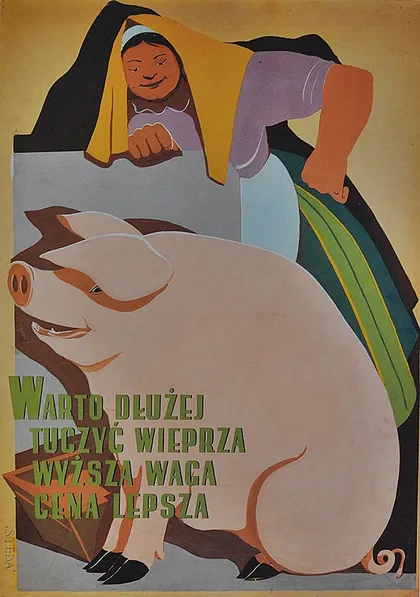 Warto dłużej tuczyć wieprza