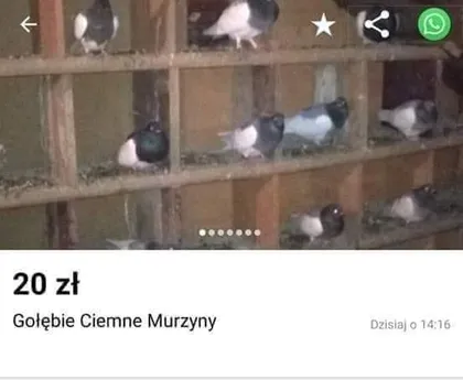 Gołębie Ciemne Murzyny