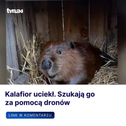 Kalafior uciekł