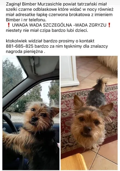 Bimber Murzasichle powiat tatrzański