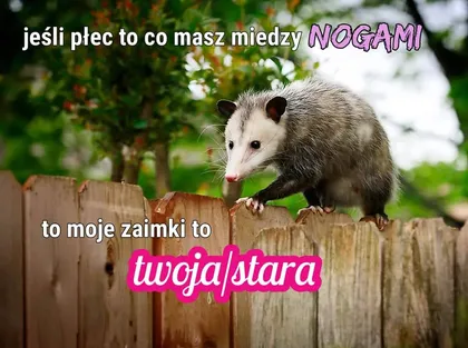 Moje zaimki to twoja/stara
