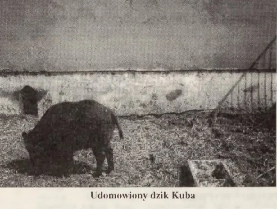 Udomowiony dzik Kuba