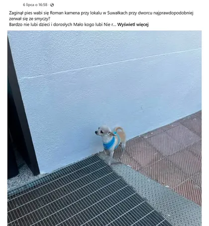 Zaginął pies wabi się Roman kemana przy lokalu w suwałkach przy dworcu najprawdopodobniej zerwał się ze smyczy?