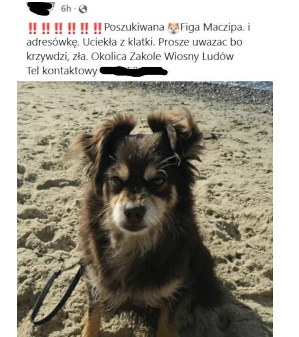 Figa Maczipa