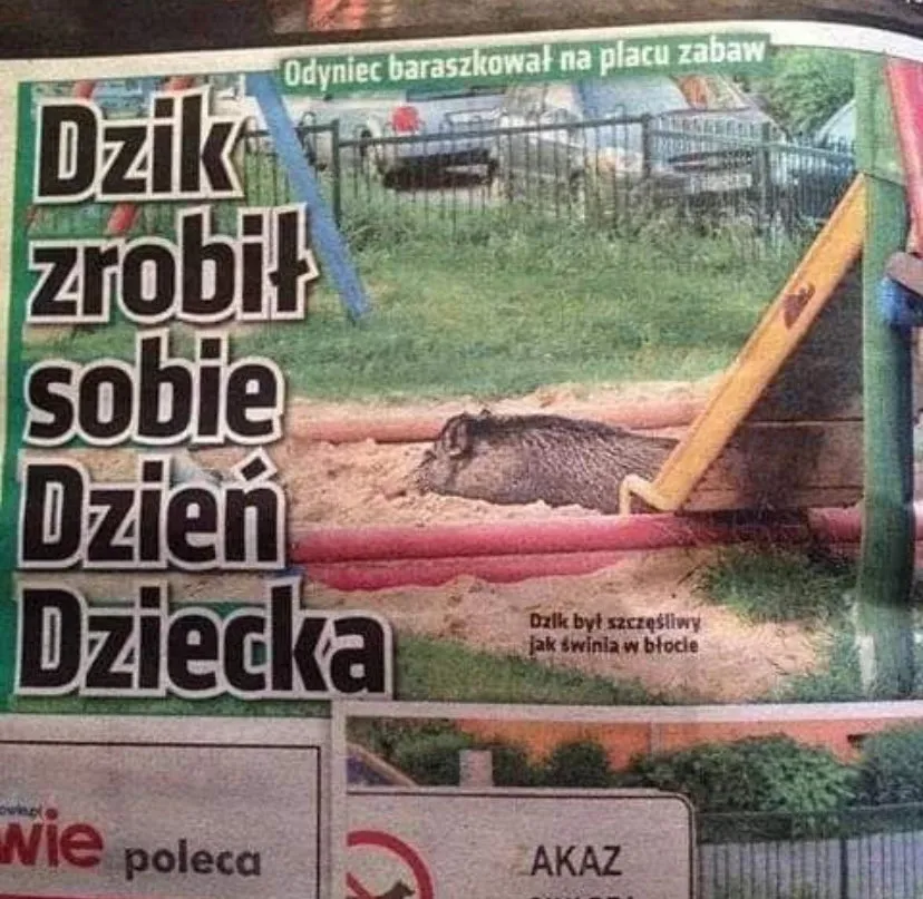 Dzik zrobił sobie dzień dziecka