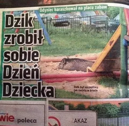Dzik zrobił sobie dzień dziecka