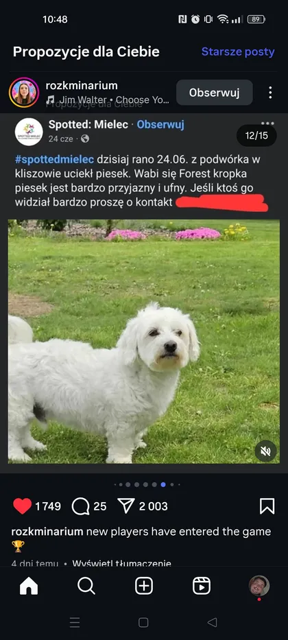 Forest kropka piesek jest bardzo przyjazny i ufny.