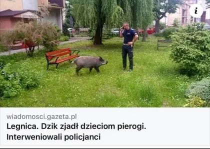 Legnica. Dzik zjadł dzieciom pierogi.