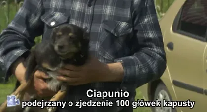 Ciapunio podejrzany o zjedzenie kapusty