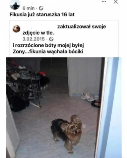 Fikusia już staruszka