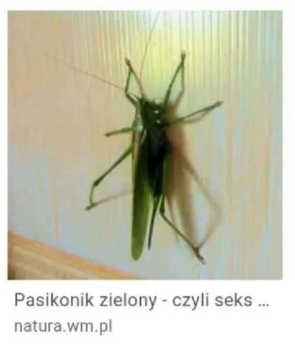 Pasikonik zielony - czyli seks ...