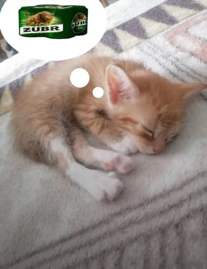 Kocie sny o piwie