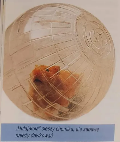 Hulaj-kula cieszy chomika