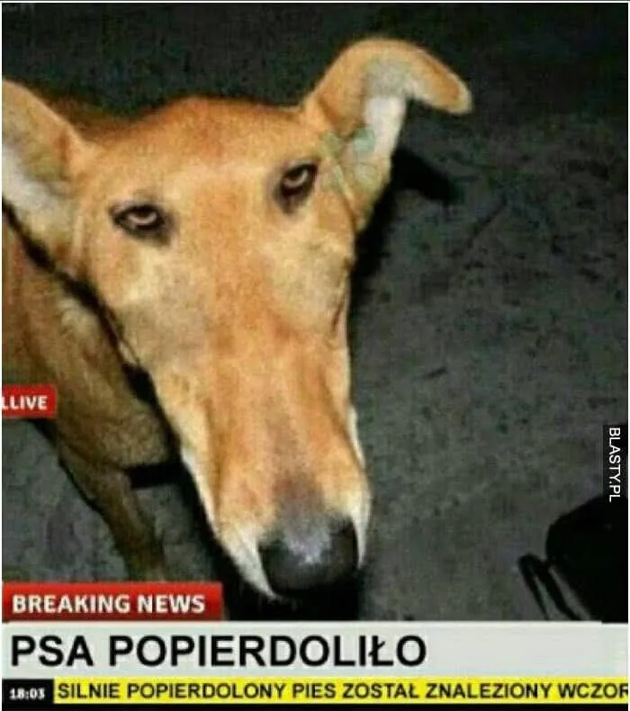 Psa popierdoliło