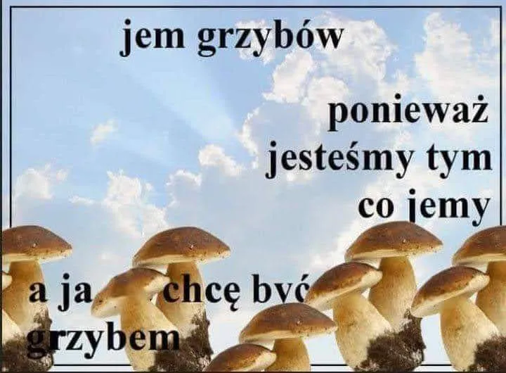 Jem grzybów ponieważ jesteśmy tym co jemy a ja chcę być grzybem