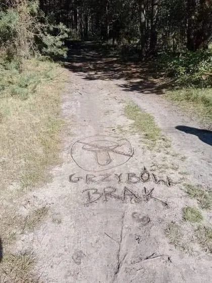 Grzybów brak