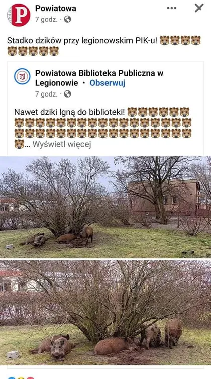 Dziki idą do biblioteki