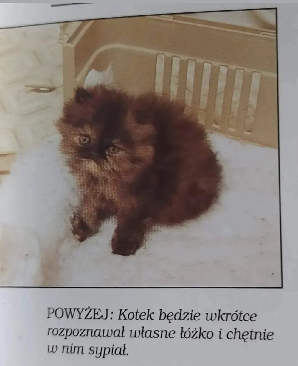 Kotek będzie rozpoznawał łóżeczko