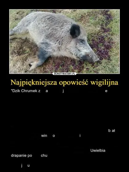 Dzik Chrumek