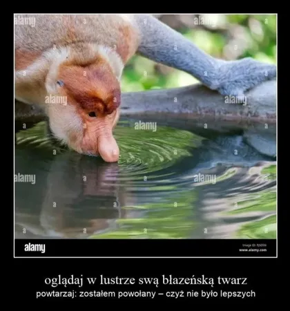 Oglądaj w lustrze swą błazeńską twarz