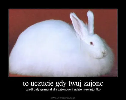 Granulat dla zajoncuw