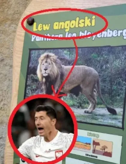 Lew angolski (Lewandowski)